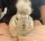 あいのプロフィール画像