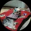 さくらまるのプロフィール画像
