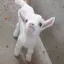 うさぎのプロフィール画像