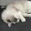 やなぎなぎのプロフィール画像