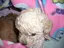 Lisaのプロフィール画像