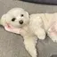 こむぎのプロフィール画像