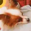 せんりのプロフィール画像