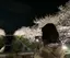 さなのプロフィール画像