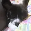ゆめのプロフィール画像