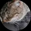 まなみのプロフィール画像