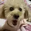 モコのプロフィール画像