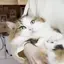 ねこ好きのプロフィール画像