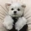 りぃたんのプロフィール画像