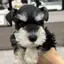 リカちゃんのプロフィール画像
