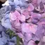 ソノのプロフィール画像