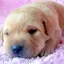 よーこりーぬのプロフィール画像
