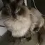 Rateのプロフィール画像