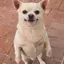 ハムハムのプロフィール画像