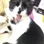しちゃのプロフィール画像