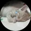 ねこのプロフィール画像