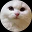 Kのプロフィール画像