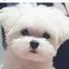 たむぽぽのプロフィール画像
