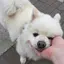 いぬのプロフィール画像