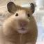 ほちのプロフィール画像