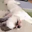 しゅうまいのプロフィール画像