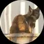 HINのプロフィール画像