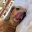 りんごのプロフィール画像