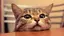 白ちゃんのプロフィール画像