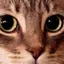 🐈のプロフィール画像