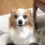 ふぉんのプロフィール画像