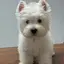 huhuhuのプロフィール画像