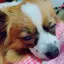 くるちゃんのプロフィール画像