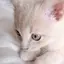 mayaのプロフィール画像