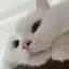 でんのプロフィール画像