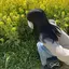 nishikoのプロフィール画像