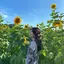 とりこのプロフィール画像