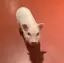 まるのプロフィール画像