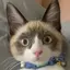 ラピスラズリのプロフィール画像