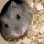 かなのプロフィール画像