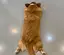もちゃのプロフィール画像