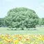 ここあのプロフィール画像