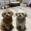 福駒ママのプロフィール画像