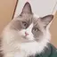 ちゃおちゅーるのプロフィール画像