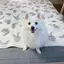 maniのプロフィール画像