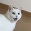 蘭のプロフィール画像
