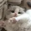 ゆのプロフィール画像