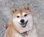 クローバーのプロフィール画像