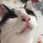 hinaのプロフィール画像
