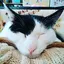 さえのプロフィール画像