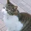 しほのプロフィール画像